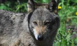 Lupo 1 foto Berton small