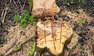 albero foto modificato 1