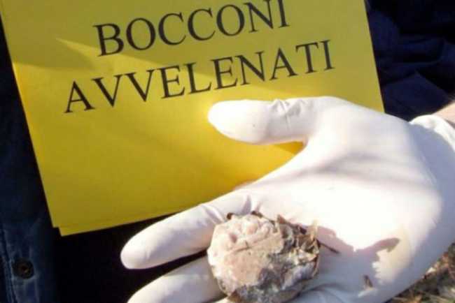 bocconi avvelenati