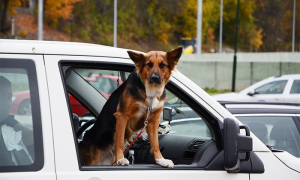 cane finestrino auto zampe