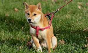 cane guinzaglio modificato 1