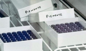 covid vaccino scatole piemonte