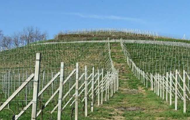 gattinara vigne