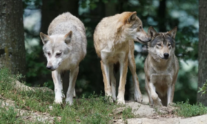 lupi alberi tre testa