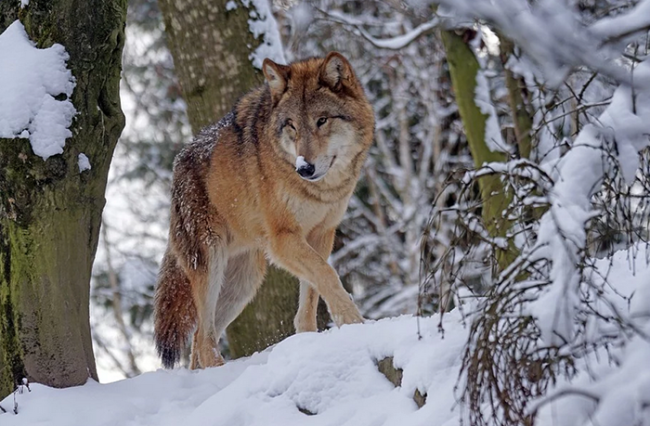lupo neve girato
