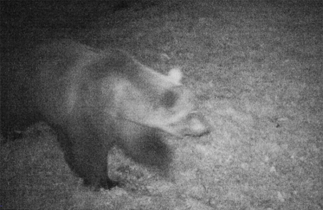 orso villa videotrappola