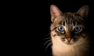 pacto visual cWOzOnSoh6Q unsplash