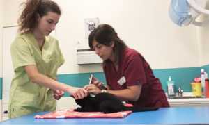 vaccino gatto cane puntura animali