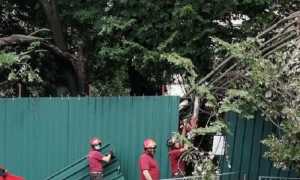 vigili del fuoco alberi caduti