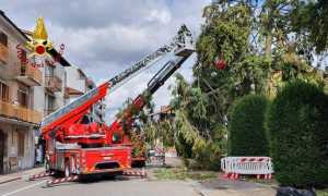 vigili del fuoco albero