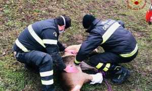 vigili del fuoco animale