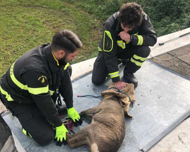 vigili del fuoco capriolo nuovo