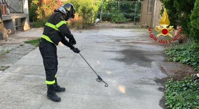 vigili del fuoco rettili