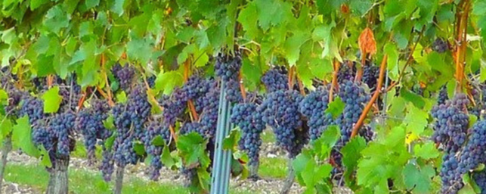 Gattinara: incontro sulla viticoltura con i VIgnaioli piemontesi