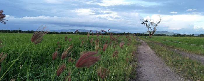 Torna la "Rice run", corsa fra le risaie