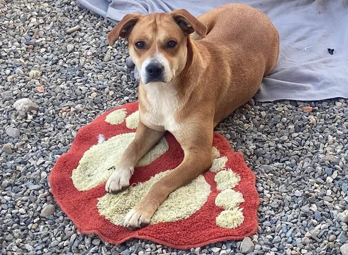 Appello: a Carisio si cerca la cagnolina Bonny