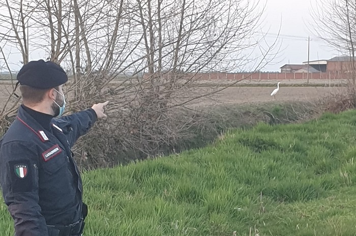 Cattura un airone per rivenderlo: ma viene denunciato dai carabinieri