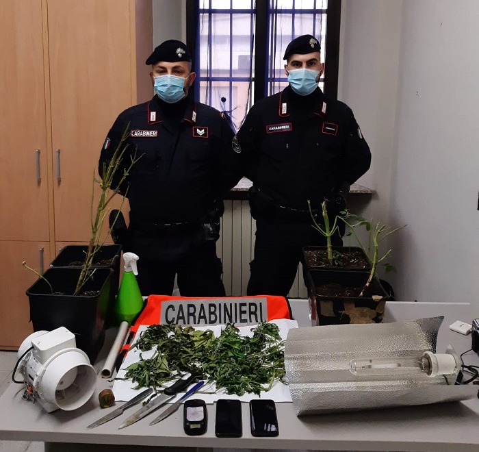 "Coltivatore diretto" di marijuana scaglia i cani contro i carabinieri