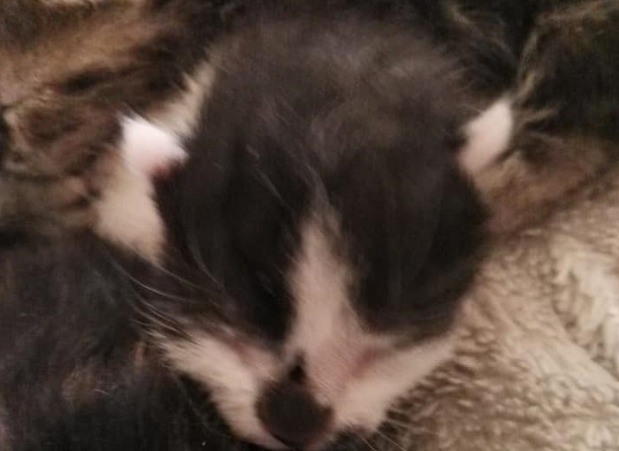 Vercelli: è caccia al killer di gatti