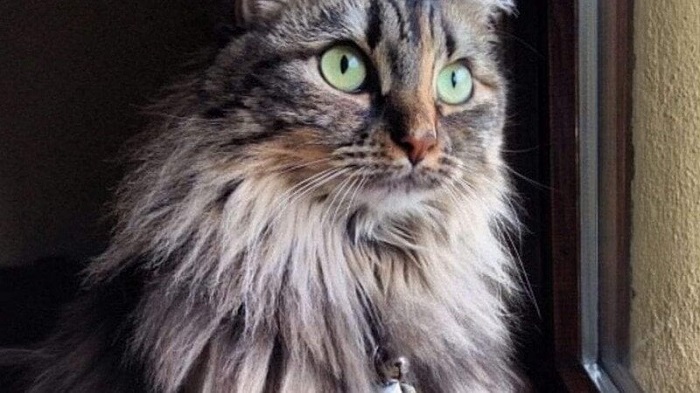 Borgosesia: gli uffici veterinari si trasferiscono in via Marconi