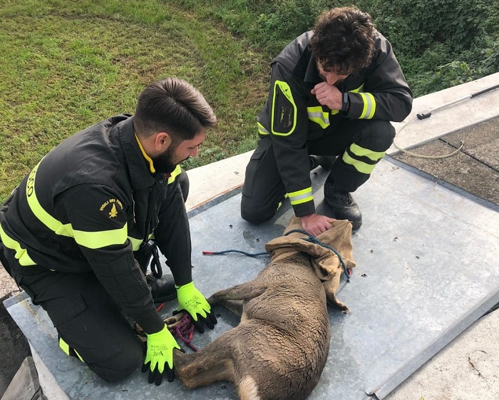 Vigili del fuoco salvano un capriolo finito nella vasca
