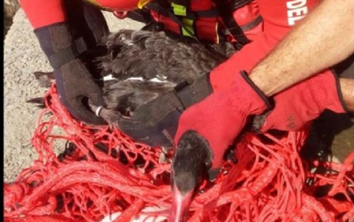 Cigno nero salvato a Serravalle Sesia