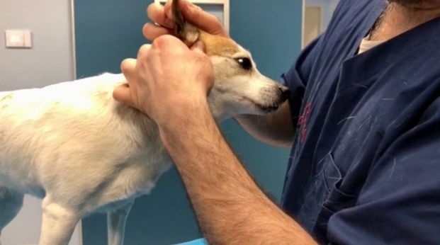 Schermata 2021 05 30 alle 11.11.21