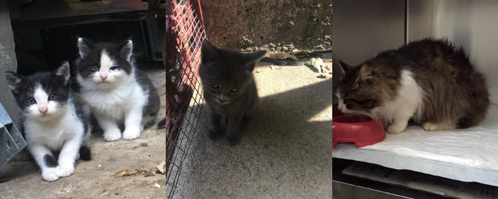 A Borgosesia nasce "ufficialmente" il ruolo del gattaro