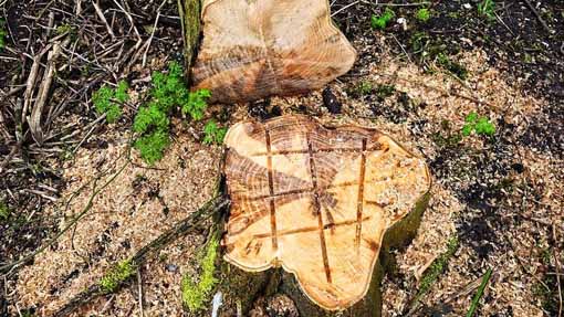 albero foto modificato 1