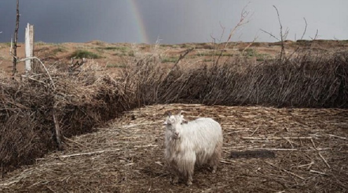Presentato il primo docu-film di Loro Piana sulle fibre nobili